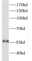 DDX19B Antibody - BSA Free