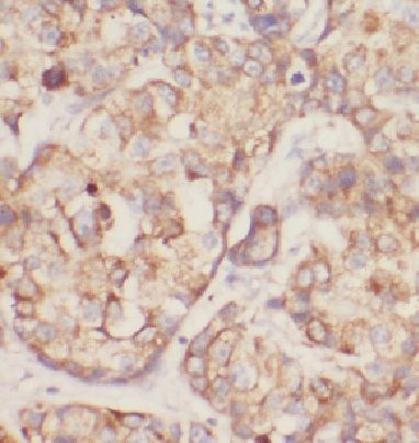 DDRGK1 Antibody - BSA Free