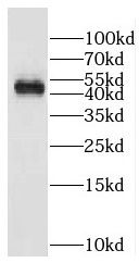 DDI1 Antibody - BSA Free