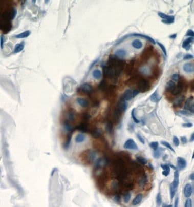 Dermcidin Antibody - BSA Free