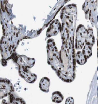 DBR1 Antibody - BSA Free