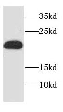 NDUFA12 Antibody - BSA Free