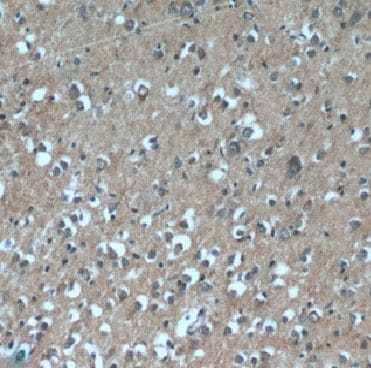 DAOA Antibody - BSA Free