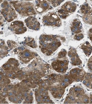 D2HGDH Antibody - BSA Free