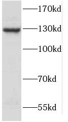 SPECC1L Antibody - BSA Free