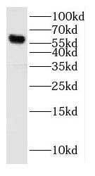 Cytochrome p450 2J2 Antibody - BSA Free