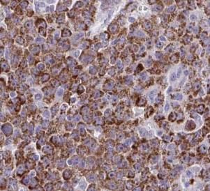 Cytochrome P450 2A6 Antibody - BSA Free