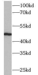 Cytochrome P450 2A6 Antibody - BSA Free