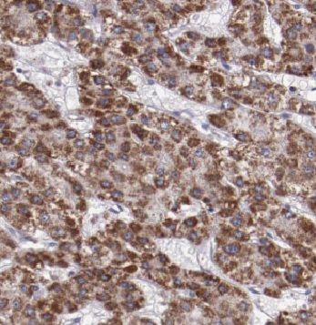 CYP20A1 Antibody - BSA Free