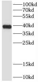 CYLC2 Antibody - BSA Free