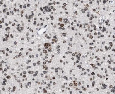 CYLC2 Antibody - BSA Free
