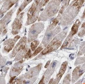 Cyclin I Antibody - BSA Free
