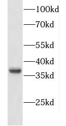 CXXC5 Antibody - BSA Free