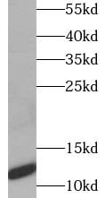 CT83 Antibody - BSA Free