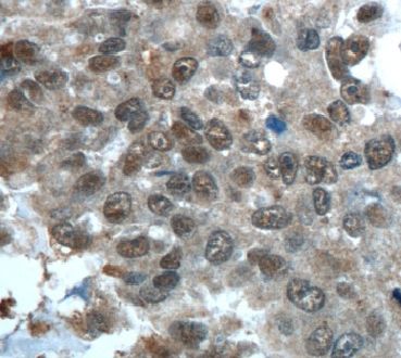 CWC15 Antibody - BSA Free