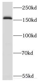 CUTL2 Antibody - BSA Free