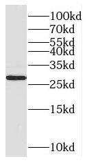 CUTC Antibody - BSA Free