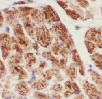 Cullin-7 Antibody - BSA Free
