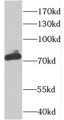 CSTF3 Antibody - BSA Free
