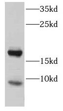 Cystatin-8 Antibody - BSA Free