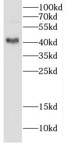 CRYZL1 Antibody - BSA Free