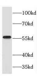 CROP Antibody - BSA Free