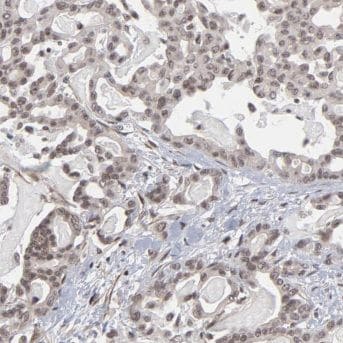 CROP Antibody - BSA Free