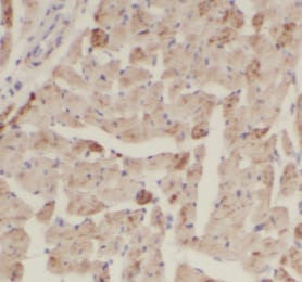 CLS1 Antibody - BSA Free