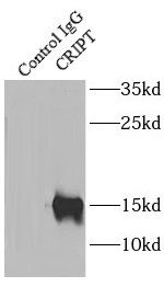 CRIPT Antibody - BSA Free