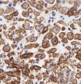 CPZ Antibody - BSA Free