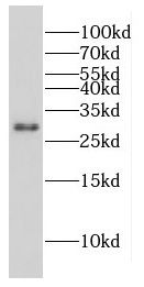 CPXCR1 Antibody - BSA Free
