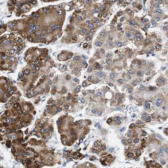 CPVL Antibody - BSA Free