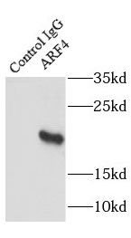 ARF4 Antibody - BSA Free