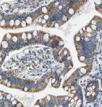 ARAP3 Antibody - BSA Free
