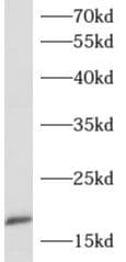 Apolipoprotein C4 Antibody - BSA Free