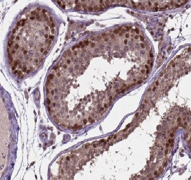 APOBEC4 Antibody - BSA Free