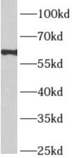 APLF Antibody - BSA Free