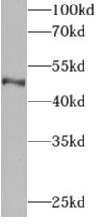API5 Antibody - BSA Free
