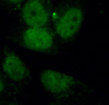 API5 Antibody - BSA Free