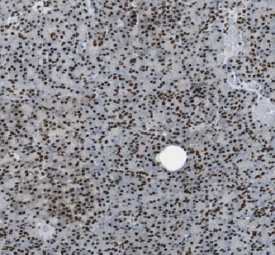 API5 Antibody - BSA Free