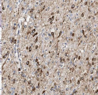 ANAPC2 Antibody - BSA Free