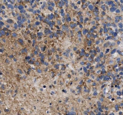 Antizyme inhibitor 1 Antibody - BSA Free