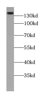 ANO8 Antibody - BSA Free