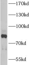 ANKZF1 Antibody - BSA Free