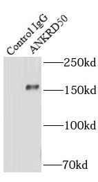 ANKRD50 Antibody - BSA Free