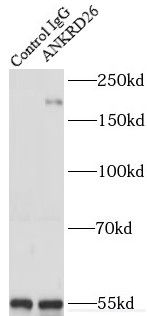 ANKRD26 Antibody - BSA Free