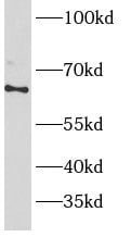 PRKAG2 Antibody - BSA Free
