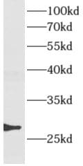 AMN1 Antibody - BSA Free