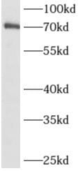 ALX3 Antibody - BSA Free