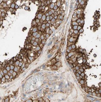 ALLC Antibody - BSA Free